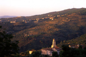 camella vatolla crinali